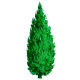 Huile essentielle Cèdre de Virginie sauvage (Juniperus virginiana)