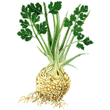 Huile essentielle de Céleri Culture (Apium graveolens)