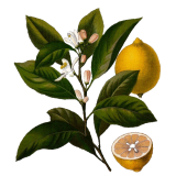 Huile essentielle de Citron bio (Citrus limonum)
