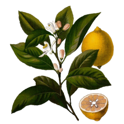 Huile essentielle Citron Bio*