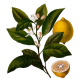 Huile essentielle Citron Bio*