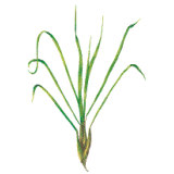 Huile essentielle de Citronnelle de Java bio (Cymbopogon winterianus Jowitt)