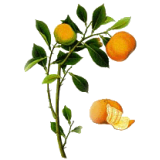 Huile essentielle de Clémentine bio (Citrus clemantina)