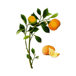 Huile essentielle Clementine Bio*