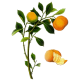 Huile essentielle Clementine Bio*