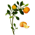 Huile essentielle Clementine Bio*