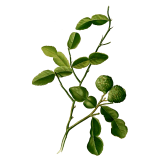 Huile essentielle de Combawa Petitgrain Citron bio (Citrus hystrix)