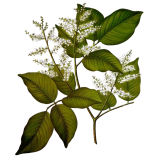 Huile essentielle baume de Copahu (Copaifera martii Hayne)