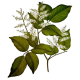 Huile essentielle Copahu Baume Sauvage