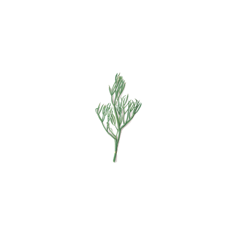 Huile essentielle de Christe Marine Bio (Crithmum maritimum)