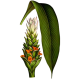 Huile essentielle Curcuma Bio*