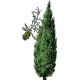 Huile essentielle Cypres Toujours Vert Bio*