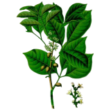 Huile essentielle d'Elémi sauvage (Canarium luzonicum)