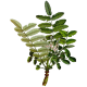 Huile essentielle Encens Oliban Bio*