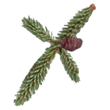 Huile essentielle d'Epinette Noire bio (Picea mariana Miller)