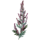Huile essentielle Estragon Sauvage