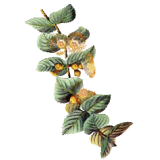 Huile essentielle Eucalyptus Citronné bio (Eucalyptus citriodora Hook)