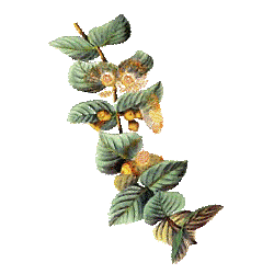 Huile essentielle Eucalyptus Citronné Bio*
