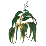 Huile essentielle Eucalyptus Globulus Bio*