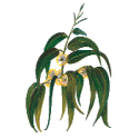 Huile essentielle Eucalyptus Globulus Bio*