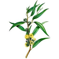 Huile essentielle Eucalyptus Cryptone Bio*