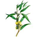 Huile essentielle Eucalyptus Cryptone Bio*