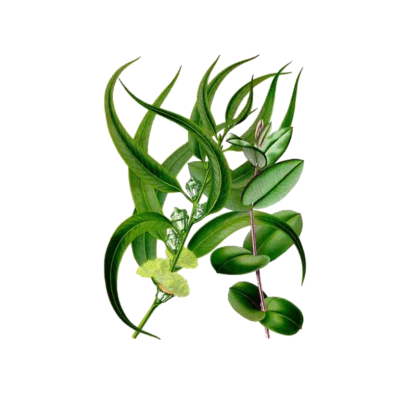 Huile essentielle Eucalyptus Radiata bio*
