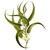 Huile essentielle Eucalyptus Smithii Bio*