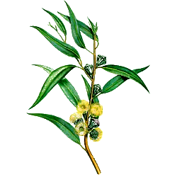 Huile essentielle Eucalyptus Staigeriana Bio*
