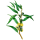Huile essentielle Eucalyptus Staigeriana Bio*