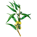 Huile essentielle Eucalyptus Staigeriana Bio*