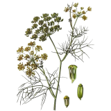 Huile essentielle Fenouil Doux bio (Foeniculum vulgare)