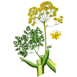 Huile essentielle Galbanum bio (Ferula galbaniflua)