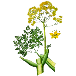 Huile essentielle Galbanum Bio*
