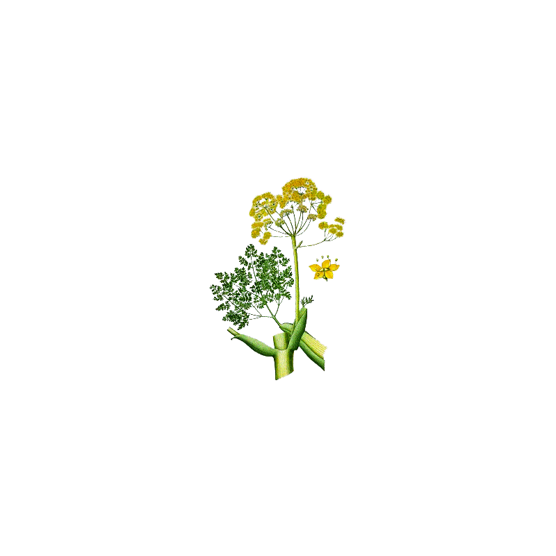 Huile essentielle Galbanum bio (Ferula galbaniflua)