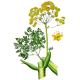 Huile essentielle Galbanum Bio*