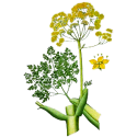 Huile essentielle Galbanum Bio*