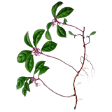 Huile essentielle Gaulthérie Wintergreen bio (Gaultheria fragantissima)