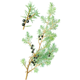 Huile essentielle de Genévrier Bio (Juniperus communis)