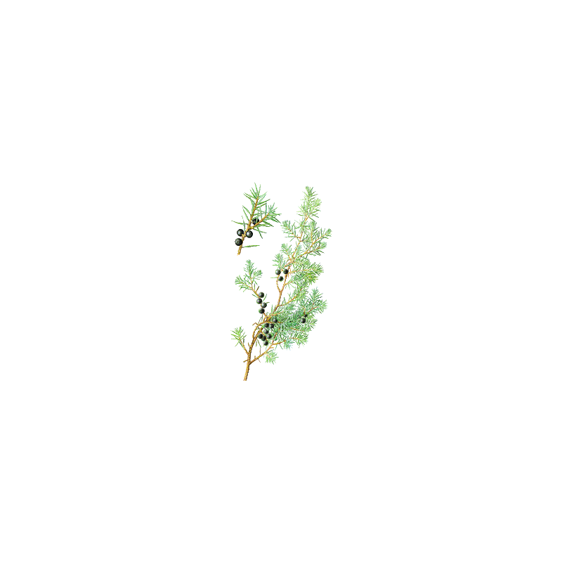 Huile essentielle de Genévrier Bio (Juniperus communis)