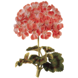 Huile essentielle Géranium Bourbon bio (Pelargonium X asperum)