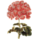 Huile essentielle Geranium Bourbon Bio*