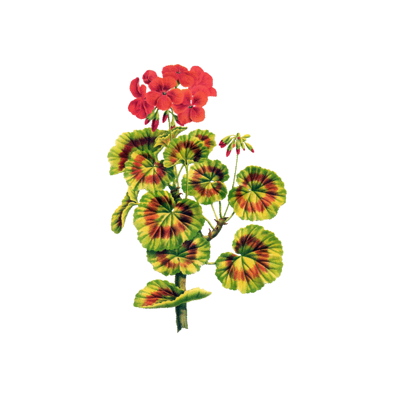 Huile essentielle Géranium Egypte bio (Pelargonium X asperum)