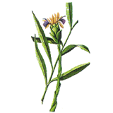 Huile essentielle Gingembre bio (Zingiber officinale Roscoe)