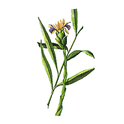Huile essentielle Gingembre Bio