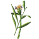 Huile essentielle Gingembre Bio