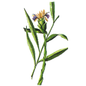Huile essentielle Gingembre Bio