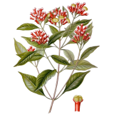 Huile essentielle Girofle Clous bio (Eugenia caryophyllus)