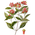 Huile essentielle Girofle Clous Bio*