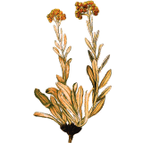 Huile essentielle Hélichryse Bractifère bio (Helichrysum bracteiferum)